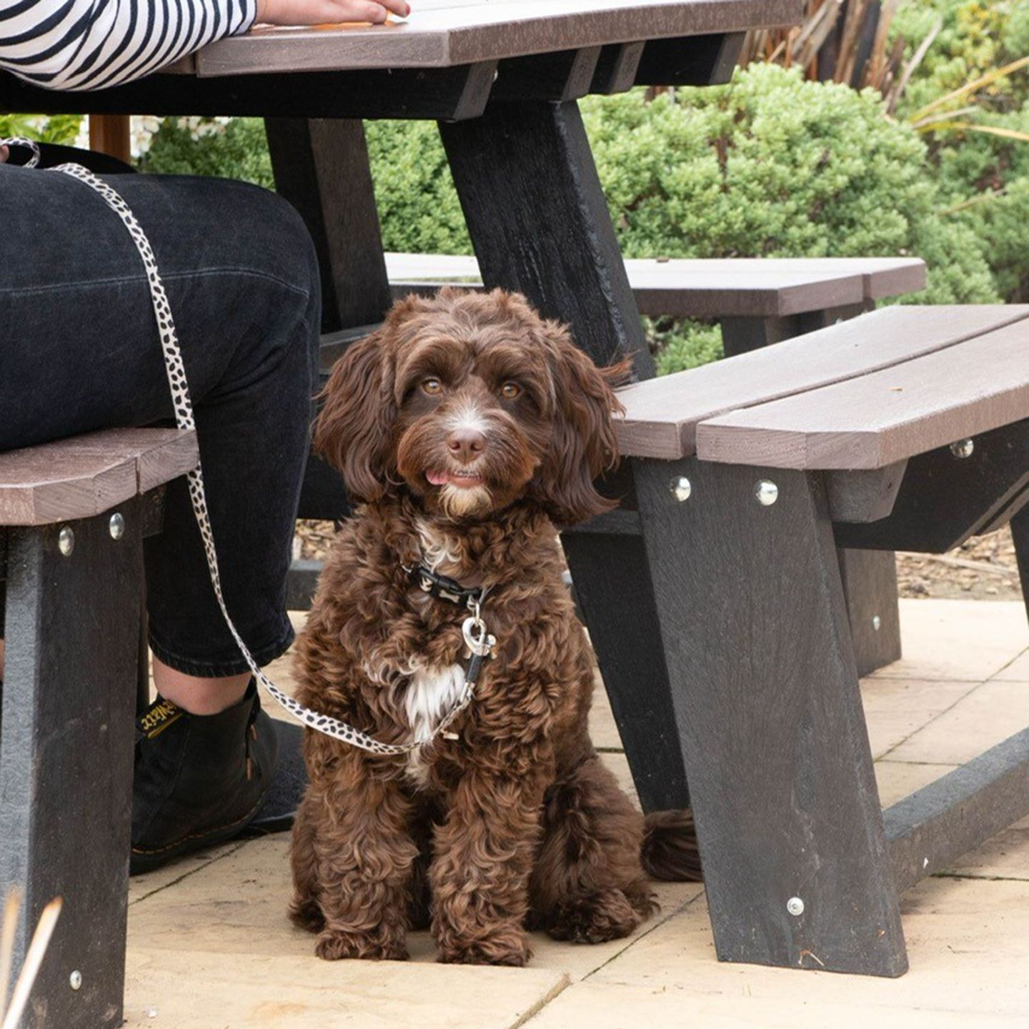 Your local dog friendly pub in Cross Hands